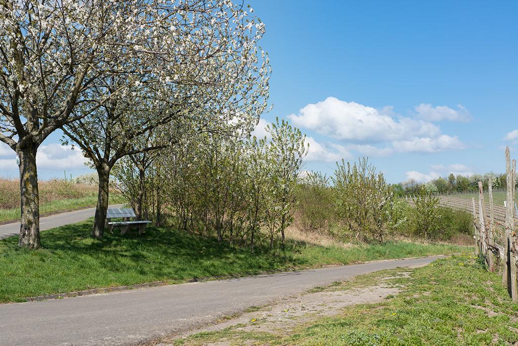 Weingut & Gaestehaus Edwin Hoffmann Trittenheim Esterno foto