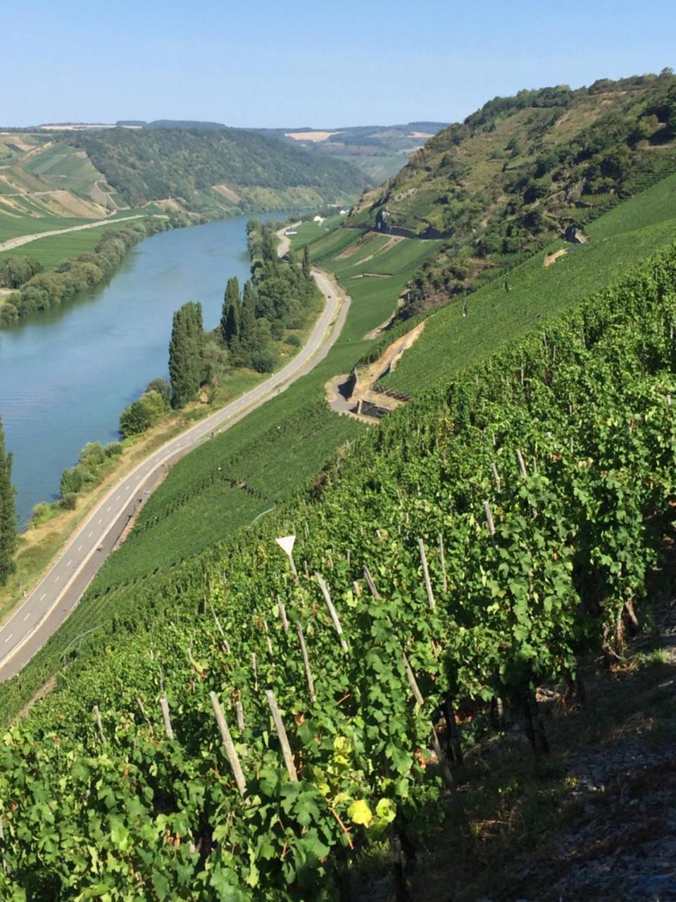 Weingut & Gaestehaus Edwin Hoffmann Trittenheim Esterno foto